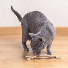 猫にまたたびって本当に大丈夫？