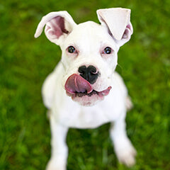 犬が顔を舐めるのはなぜ？