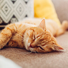 猫はどこで寝るのが好き？