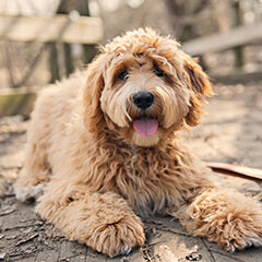 犬が震えるのはなぜ？