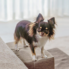 犬の暖房、危ないNG例