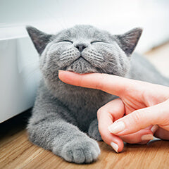 猫が喜ぶ“最高の習慣”