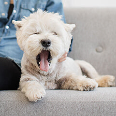 犬があくびをする理由は？