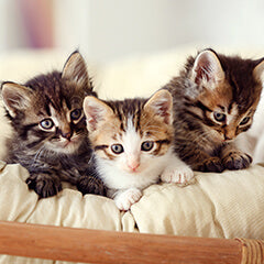 猫をはじめて飼う前に知っておきたいこと