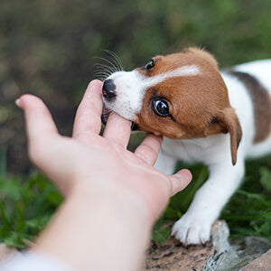 犬の噛み癖を直すには？
