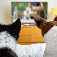 犬向け映画って本当にある？反応する理由と楽しみ方