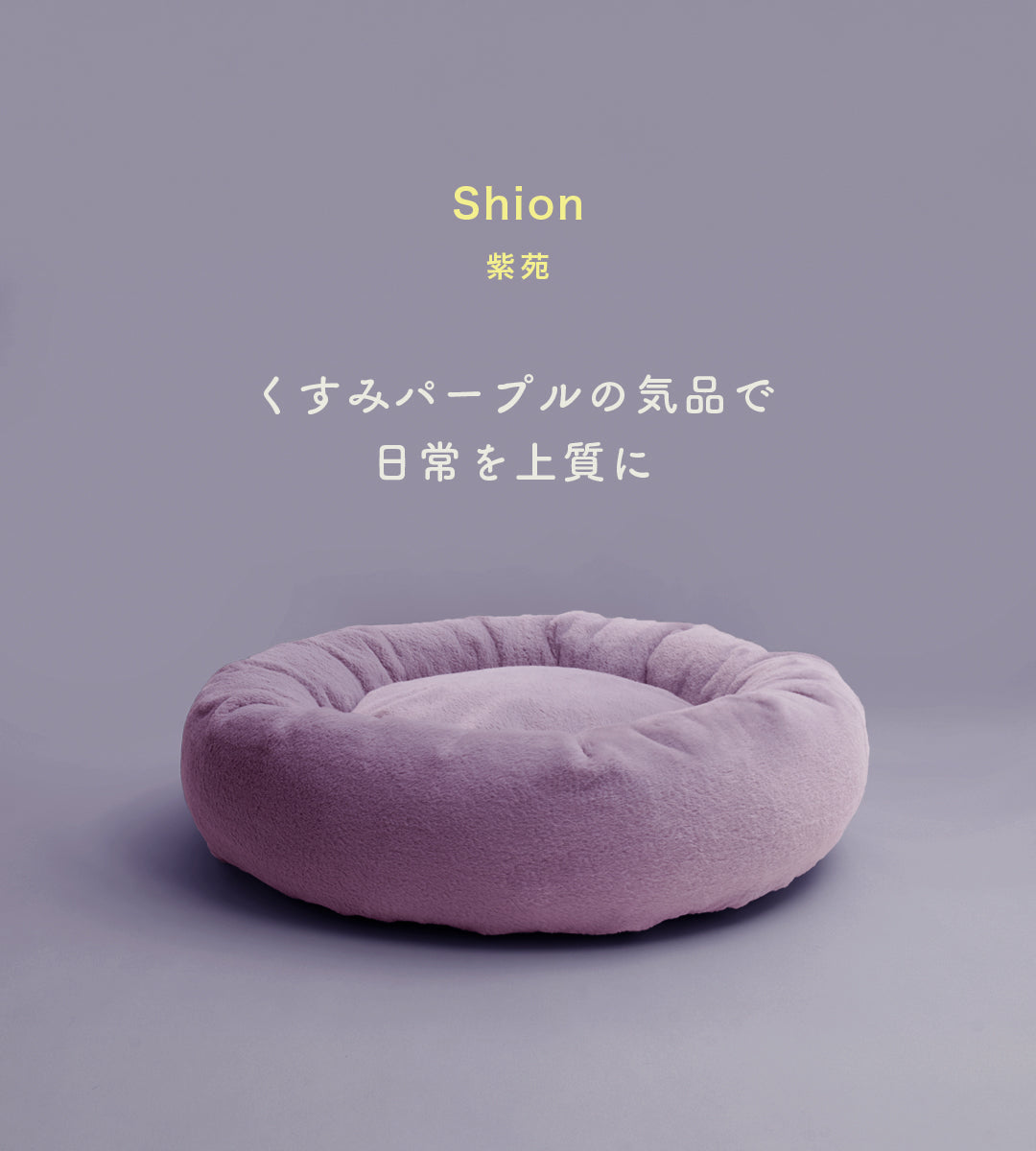 紫苑