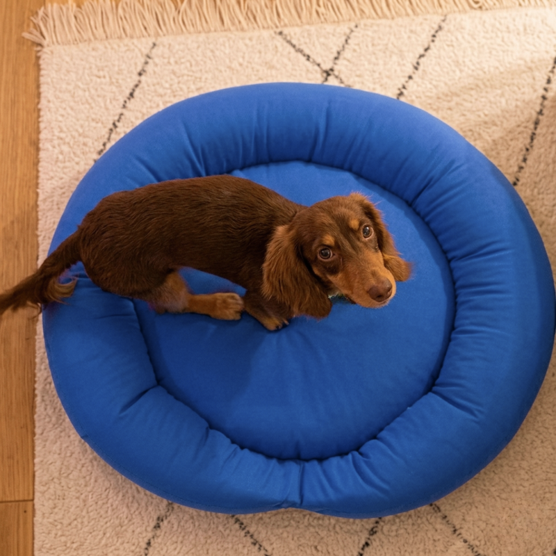 ケアリュクスアイス