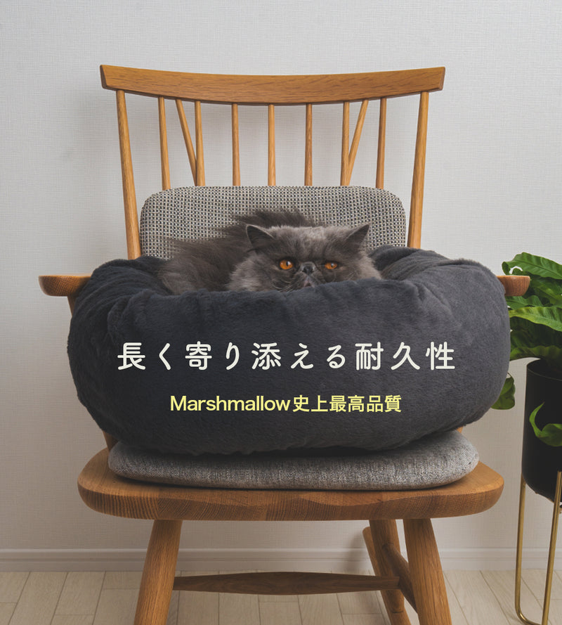 猫がこっちを見ている